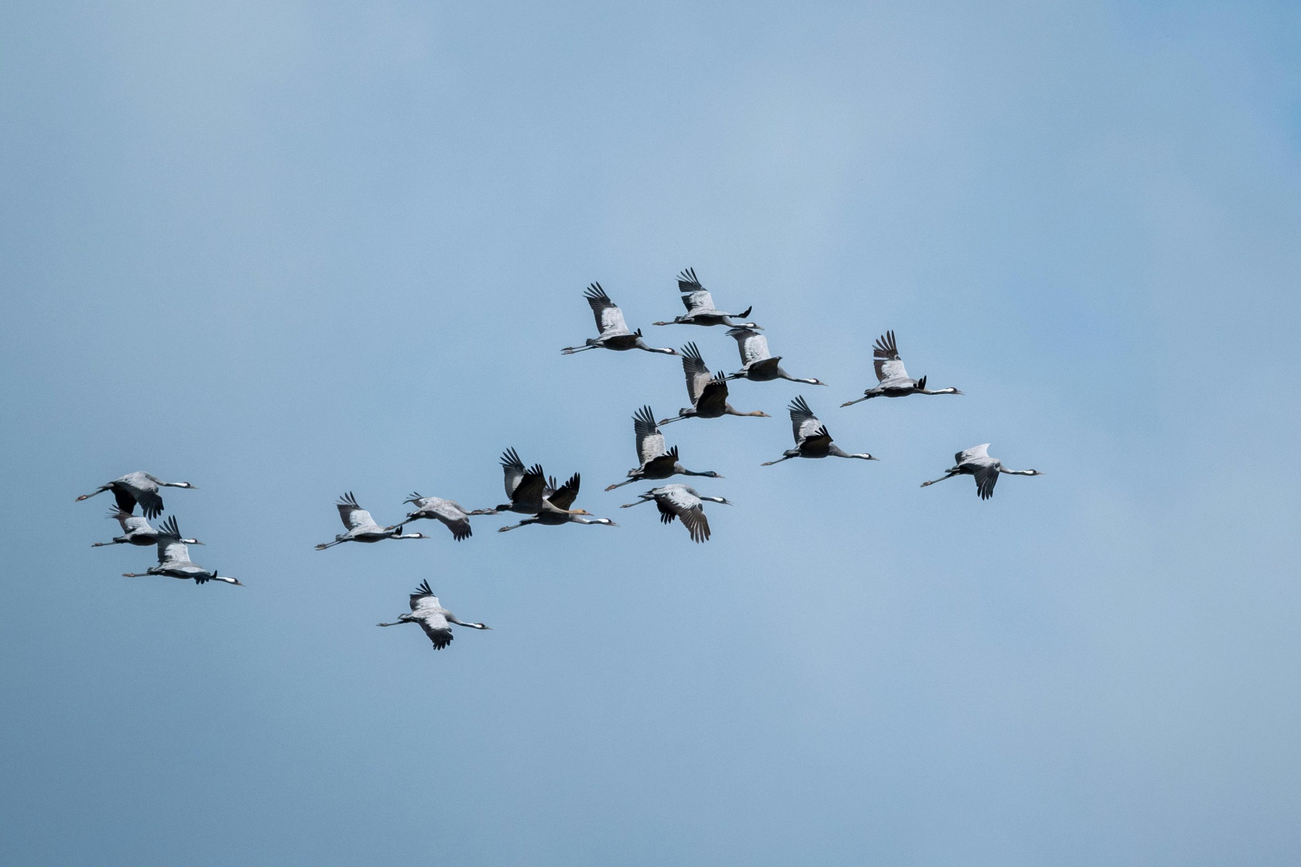 A group of migrating birds flying in clear blue sky over Estonia, showcasing nature's beauty and rhythm.